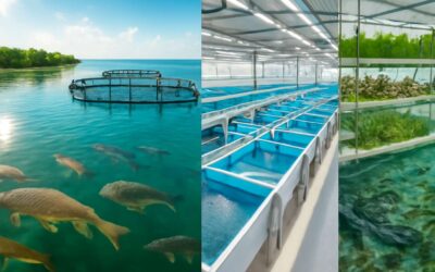 aquaculture can be classified into four main systems that guide sustainable farming.