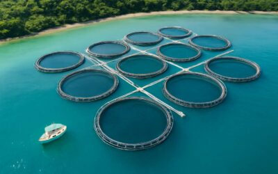 Discover how aquaculture is the farming of oceans feeding millions daily.