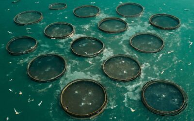 why aquaculture is bad: exposing the hidden costs, ecological damage, and welfare concerns.
