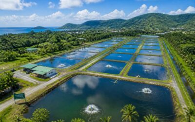 Fish farm Trinidad brings you local fish.